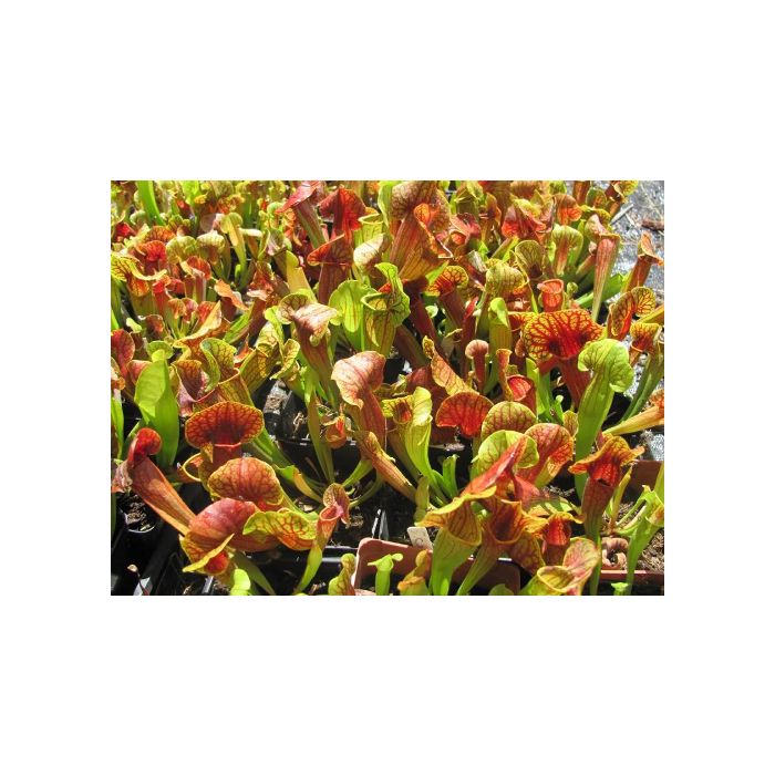 Pianta Carnivora Sarracenia Purpurea Venosa Hybride