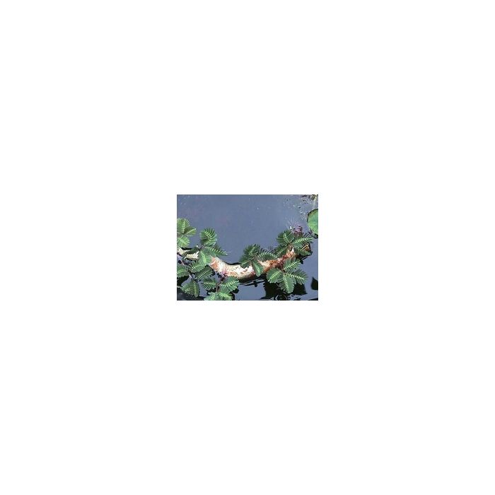 Mimosa Amphibium