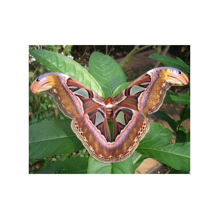 Attacus Atlas "Farfalla cobra" - 1 Pupa