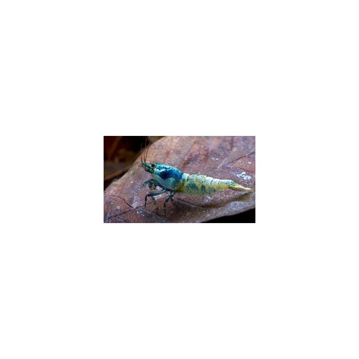 Caridina sp. Cantonensis var. Taiwan Bee Blue Bolt -1 esemplare