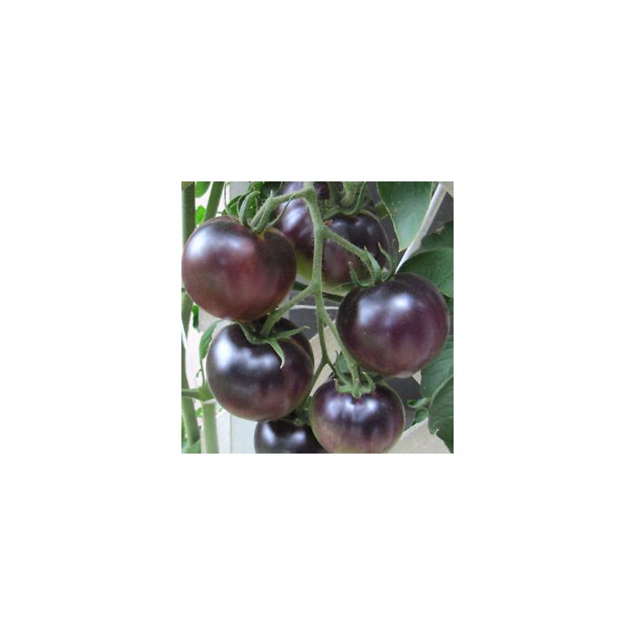 Semi Pomodoro Cherry Nero