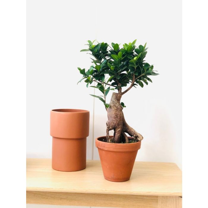 Bonsai di Ficus Retusa 35cm