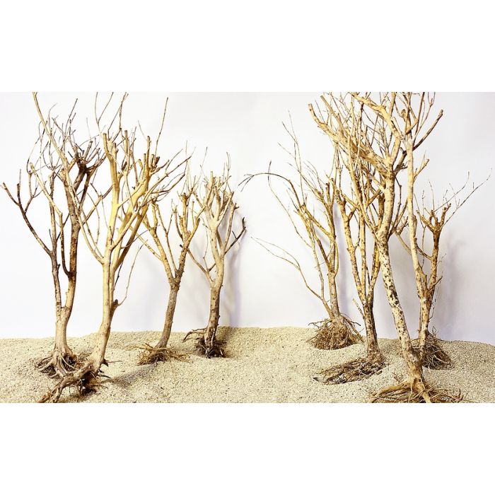 Forest Tree 30-35cm - Aquascaping