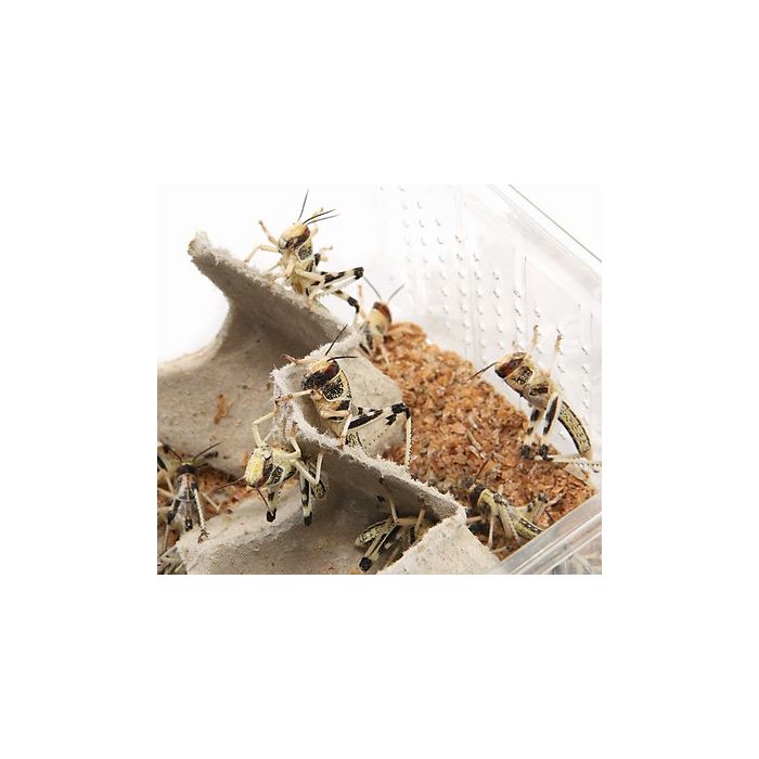 Locusta gregaria - Scatolette