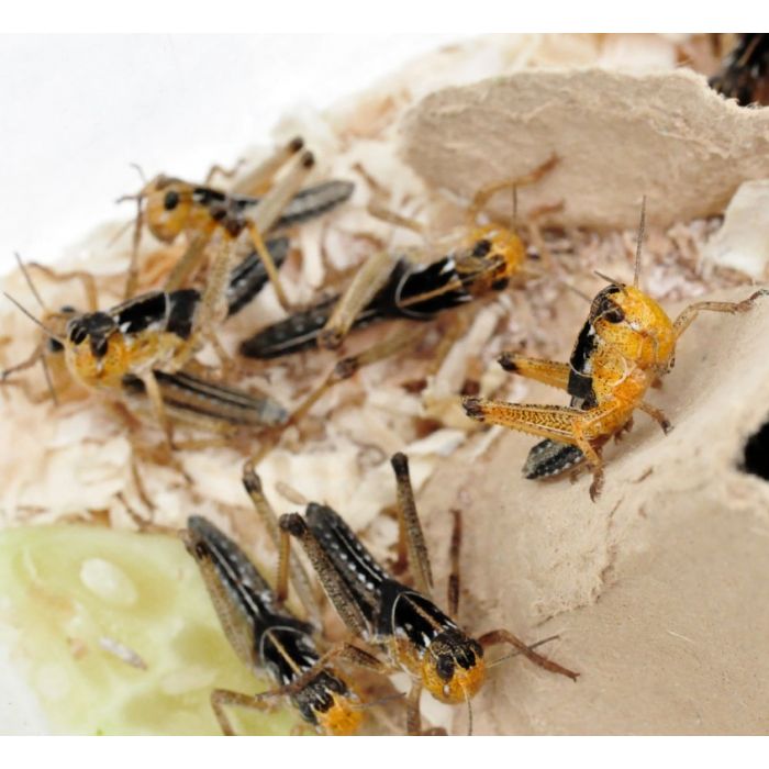 Locusta migratoria - Scatolette