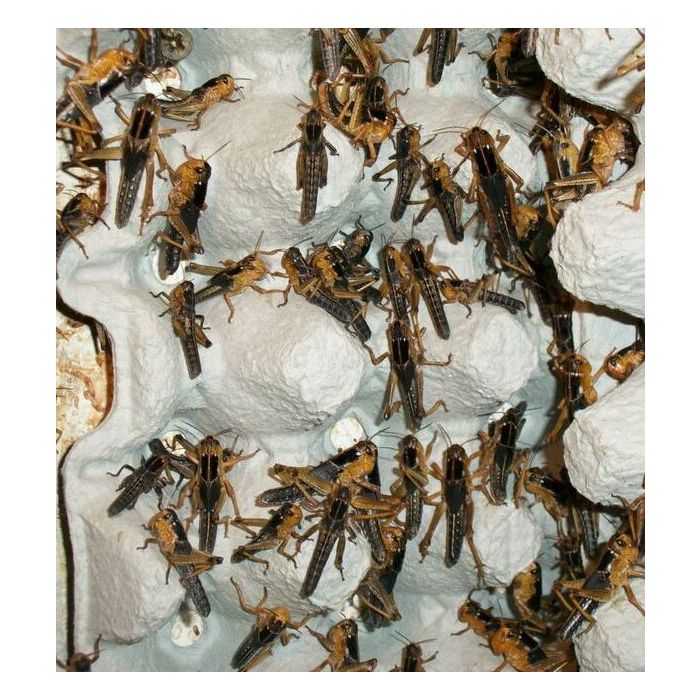Locusta migratoria - Box 50 pezzi