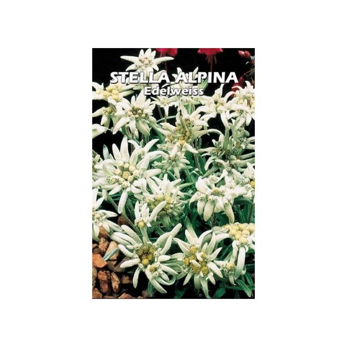 Stella Alpina "Edelweiss"