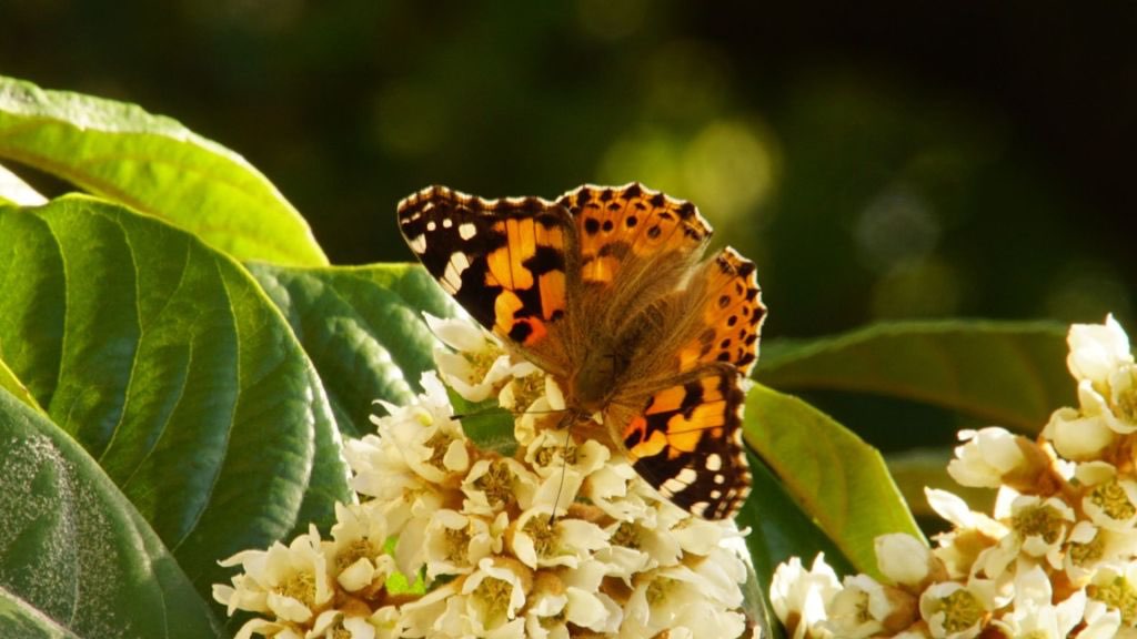 Agripet Garden - Farfalla Adulta