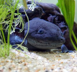 Acquario per Axolotl - Guida all'allestimento