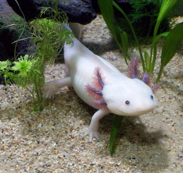 Axolotl - Caratteristiche e allevamento