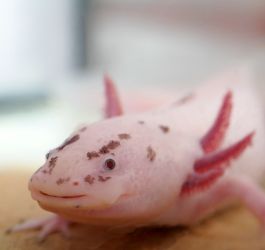 Morph di Axolotl - I colori degli Axolotl