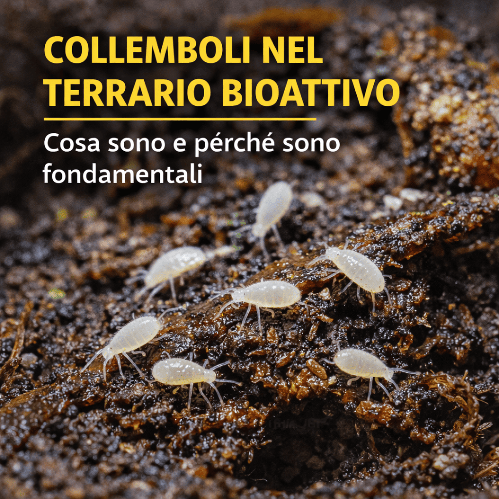 Collemboli nel terrario bioattivo: cosa sono e perché sono fondamentali