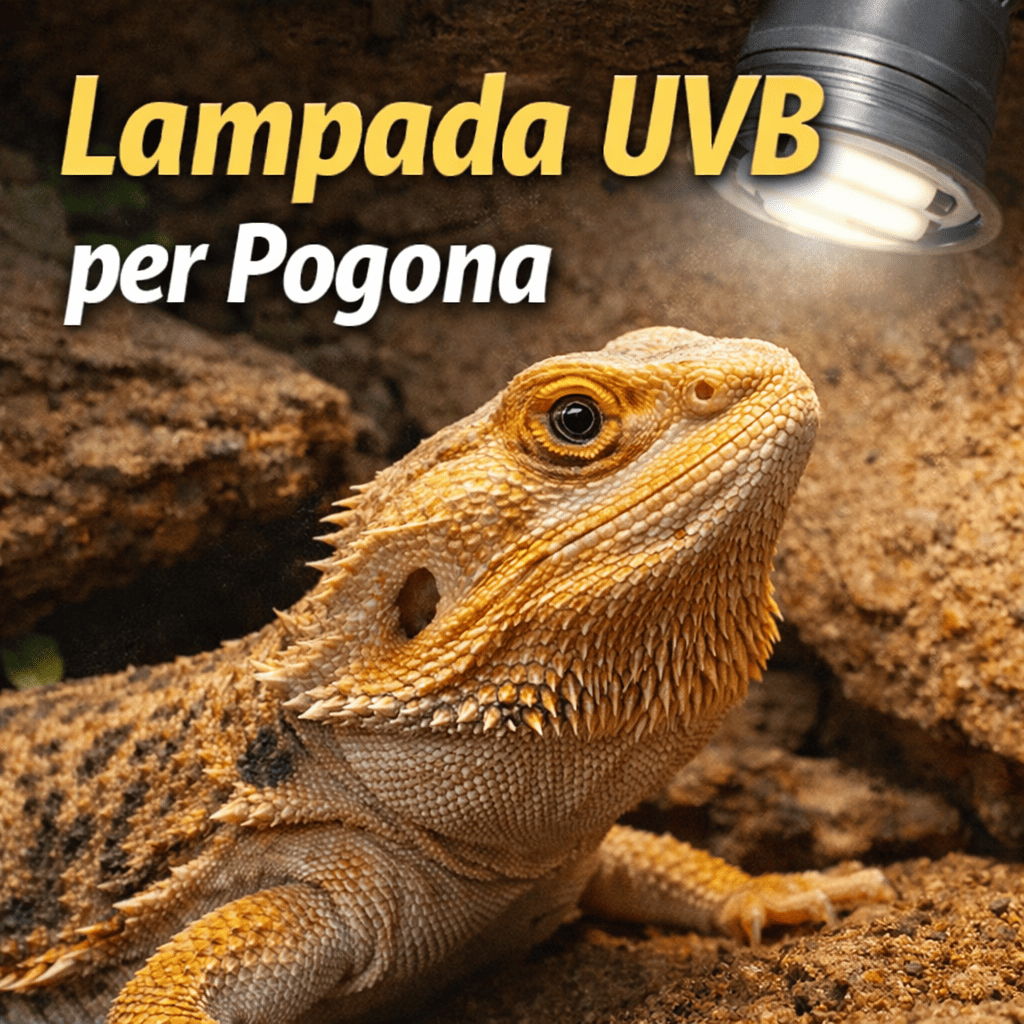 Lampada UVB per Pogona: quale scegliere e come usarla correttamente