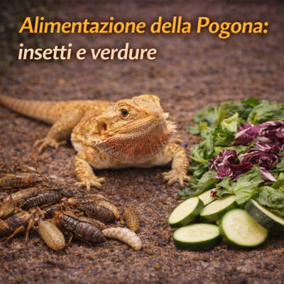 Alimentazione della Pogona: come variare tra insetti e verdure per un drago in salute