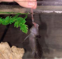 Alimentazione Axolotl: Cosa mangia l'axolotl e dieta settimanale