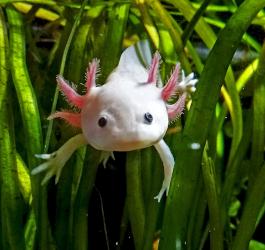 Convivenza Axolotl - Gli axolotl possono convivere in acquario?