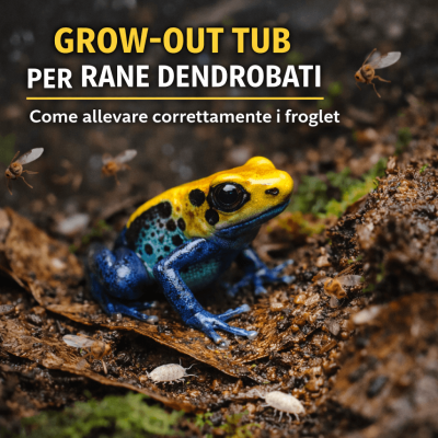 Come allevare froglet di rane freccia: accrescimento, cibo e integrazione