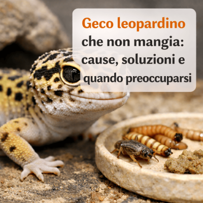 Geco leopardino non mangia: cause, soluzioni e quando preoccuparsi