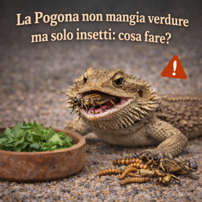 Il drago barbuto non mangia verdure e mangia solo insetti: cosa fare?