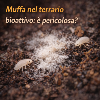 Muffa nel terrario bioattivo: è pericolosa? Come gestirla con i collemboli