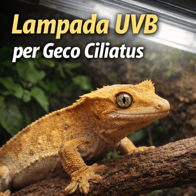Lampada UVB per Geco Ciliatus: quando serve davvero e come usarla correttamente