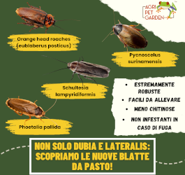 Lateralis e Dubia non sono le Uniche:  Scopriamo altre 4 Migliori Specie di Blatte da Pasto