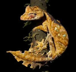 Geco satanico dalla coda a foglia - Uroplatus phantasticus