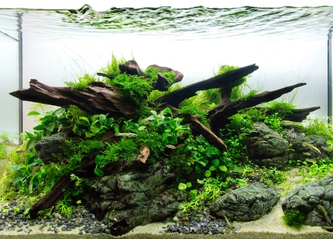 Aquascaping