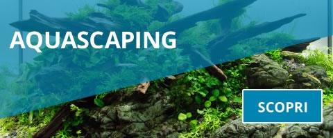 Acquascaping