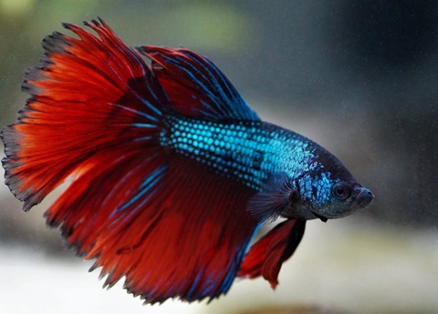 betta splendes