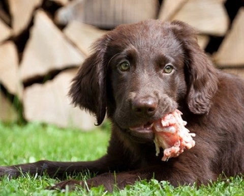 CIBO NATURALE PER CANI