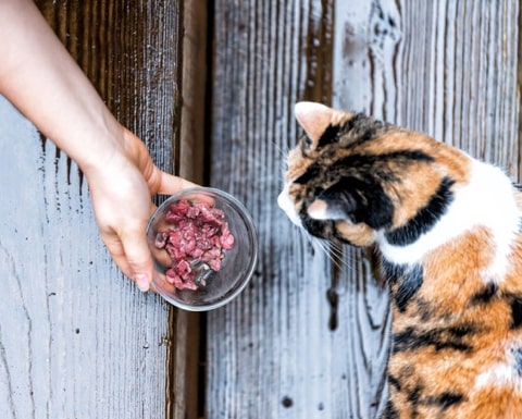 CIBO NATURALE PER GATTI