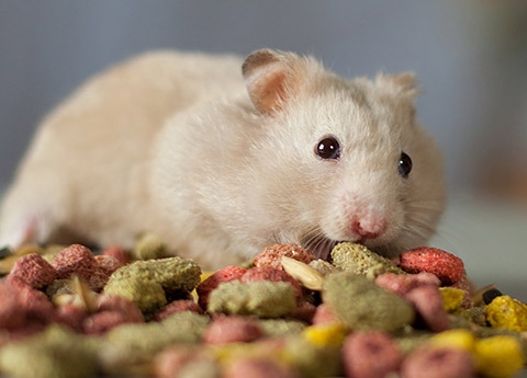 CIBO PER CRICETI E DEGU