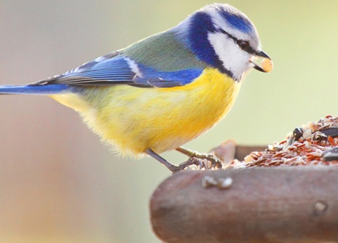 CIBO PER UCCELLI