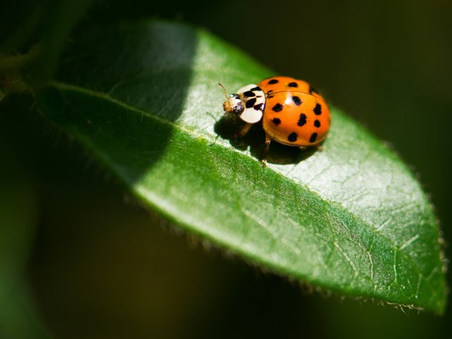 COCCINELLE