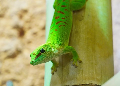 Gechi Phelsuma