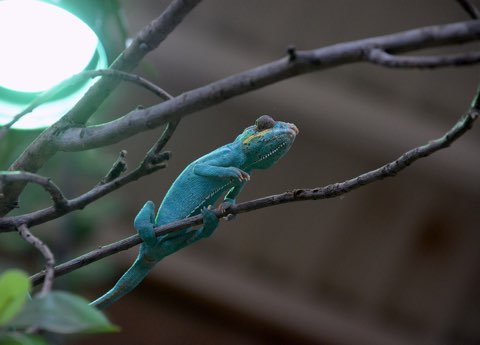 Illuminazione per Camaleonti