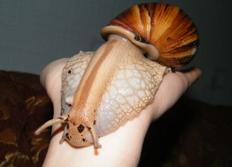 KIT ALLEVAMENTO INSETTI
