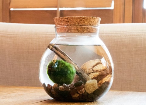 MARIMO