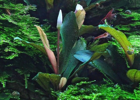 Piante acquario, vendita piante per acquario online – Mastplants