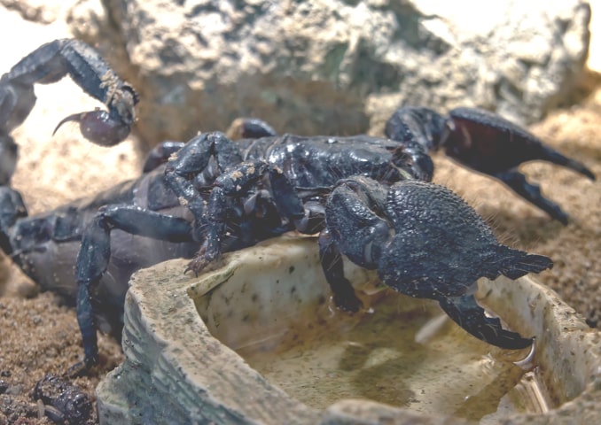 SCORPIONI