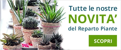 tutte le nostre novità del reparto piante