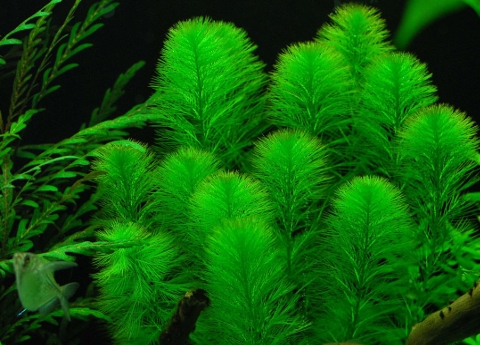 piante vere vive pianta per acquario acqua dolce tropicale muschio di  singapore